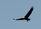 Eagles (7)  Eagle